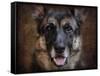 German Shepherd Face-Jai Johnson-Framed Stretched Canvas