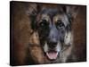 German Shepherd Face-Jai Johnson-Stretched Canvas