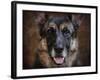 German Shepherd Face-Jai Johnson-Framed Giclee Print