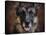 German Shepherd Face-Jai Johnson-Stretched Canvas