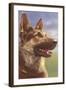 German Shepherd Head-null-Framed Art Print