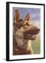 German Shepherd Head-null-Framed Art Print