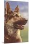 German Shepherd Head-null-Mounted Art Print