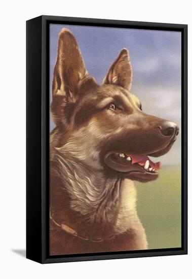 German Shepherd Head-null-Framed Stretched Canvas