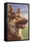 German Shepherd Head-null-Framed Stretched Canvas