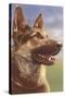 German Shepherd Head-null-Stretched Canvas