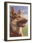 German Shepherd Head-null-Framed Art Print