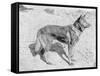 German Shepherd Horand-null-Framed Stretched Canvas