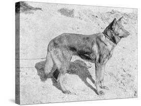 German Shepherd Horand-null-Stretched Canvas