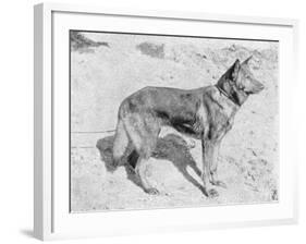 German Shepherd Horand-null-Framed Photographic Print