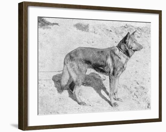 German Shepherd Horand-null-Framed Photographic Print