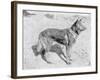 German Shepherd Horand-null-Framed Photographic Print