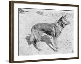 German Shepherd Horand-null-Framed Photographic Print