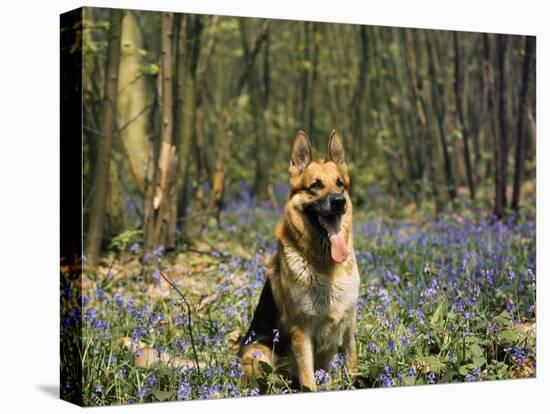 German Shepherd in Bluebells-null-Stretched Canvas