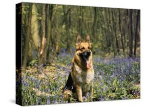 German Shepherd in Bluebells-null-Stretched Canvas