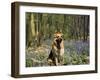 German Shepherd in Bluebells-null-Framed Photographic Print