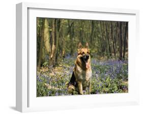 German Shepherd in Bluebells-null-Framed Photographic Print