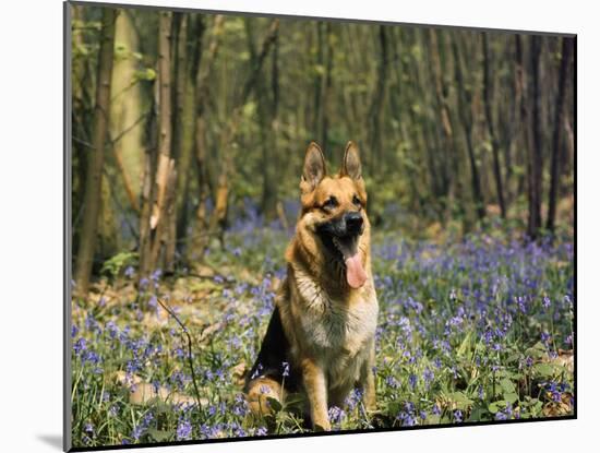 German Shepherd in Bluebells-null-Mounted Photographic Print