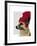 German Shepherd in Red Woolly Hat-Fab Funky-Framed Art Print