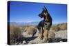 German Shepherd in the Coachella Valley, California-Zandria Muench Beraldo-Stretched Canvas