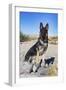 German Shepherd in the Coachella Valley, California-Zandria Muench Beraldo-Framed Photographic Print