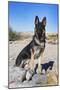 German Shepherd in the Coachella Valley, California-Zandria Muench Beraldo-Mounted Photographic Print