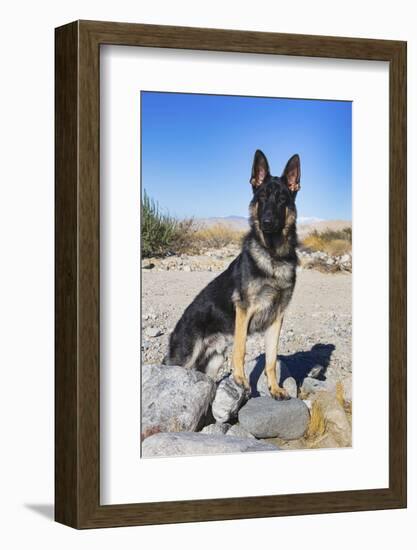 German Shepherd in the Coachella Valley, California-Zandria Muench Beraldo-Framed Photographic Print