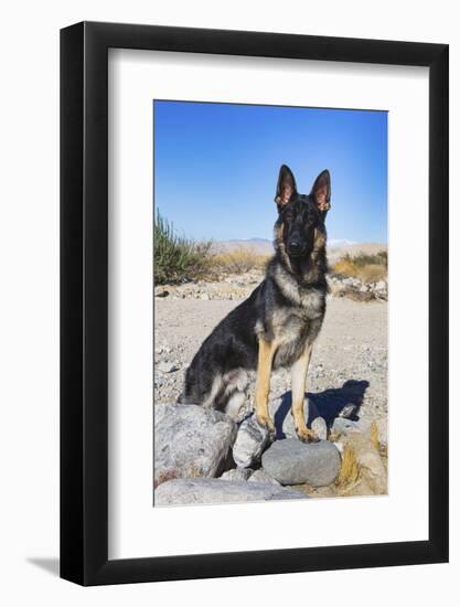 German Shepherd in the Coachella Valley, California-Zandria Muench Beraldo-Framed Photographic Print