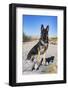 German Shepherd in the Coachella Valley, California-Zandria Muench Beraldo-Framed Photographic Print