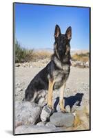 German Shepherd in the Coachella Valley, California-Zandria Muench Beraldo-Mounted Photographic Print