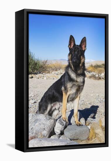 German Shepherd in the Coachella Valley, California-Zandria Muench Beraldo-Framed Stretched Canvas