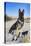 German Shepherd in the Coachella Valley, California-Zandria Muench Beraldo-Stretched Canvas