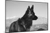 German Shepherd in the Coachella Valley, California-Zandria Muench Beraldo-Mounted Photographic Print