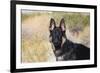 German Shepherd in the Coachella Valley, California-Zandria Muench Beraldo-Framed Photographic Print