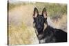 German Shepherd in the Coachella Valley, California-Zandria Muench Beraldo-Stretched Canvas