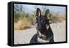 German Shepherd in the Coachella Valley, California-Zandria Muench Beraldo-Framed Stretched Canvas