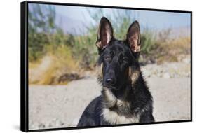 German Shepherd in the Coachella Valley, California-Zandria Muench Beraldo-Framed Stretched Canvas