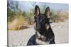 German Shepherd in the Coachella Valley, California-Zandria Muench Beraldo-Stretched Canvas