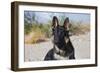 German Shepherd in the Coachella Valley, California-Zandria Muench Beraldo-Framed Photographic Print