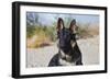 German Shepherd in the Coachella Valley, California-Zandria Muench Beraldo-Framed Photographic Print