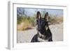 German Shepherd in the Coachella Valley, California-Zandria Muench Beraldo-Framed Photographic Print