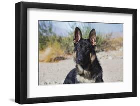 German Shepherd in the Coachella Valley, California-Zandria Muench Beraldo-Framed Photographic Print