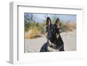 German Shepherd in the Coachella Valley, California-Zandria Muench Beraldo-Framed Photographic Print