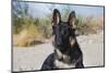 German Shepherd in the Coachella Valley, California-Zandria Muench Beraldo-Mounted Photographic Print