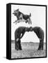 German Shepherd Jumping during Military Training-null-Framed Stretched Canvas