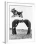 German Shepherd Jumping during Military Training-null-Framed Photographic Print