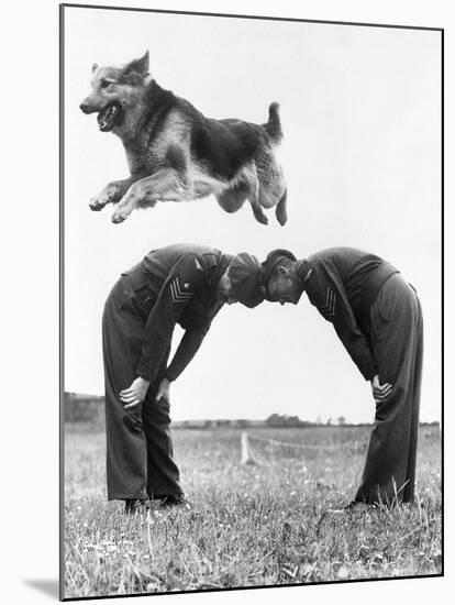 German Shepherd Jumping during Military Training-null-Mounted Photographic Print