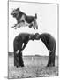 German Shepherd Jumping during Military Training-null-Mounted Photographic Print