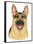 German Shepherd Portrait-Tomoyo Pitcher-Framed Stretched Canvas