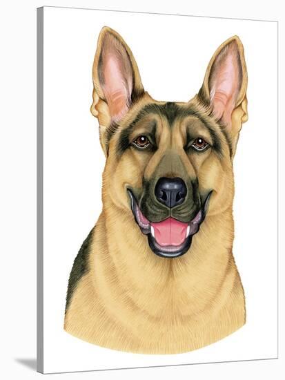 German Shepherd Portrait-Tomoyo Pitcher-Stretched Canvas